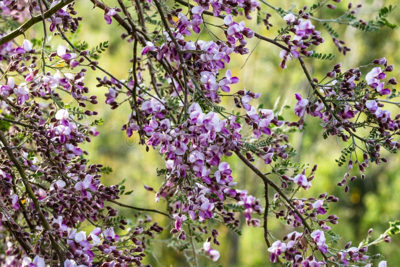 Fleurs pourpres sur des branches d'arbre d'Ironwood de désert dans le desertr du ` s Sonoran de l'Arizona photo libre de droits Fleurs pourpres sur des branches d'arbre d'Ironwood de désert dans le desertr du ` s Sonoran de l'Arizona photo libre de droits