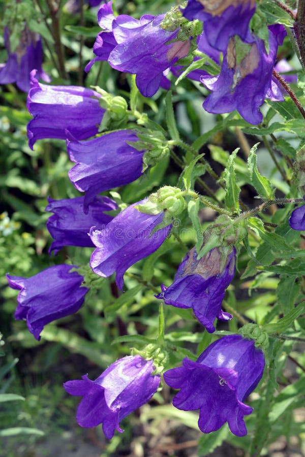 Fleurs pourprées images stock Fleurs pourprées images stock