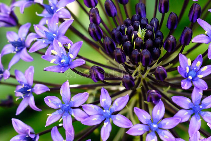 Fleurs pourprées images stock Fleurs pourprées images stock