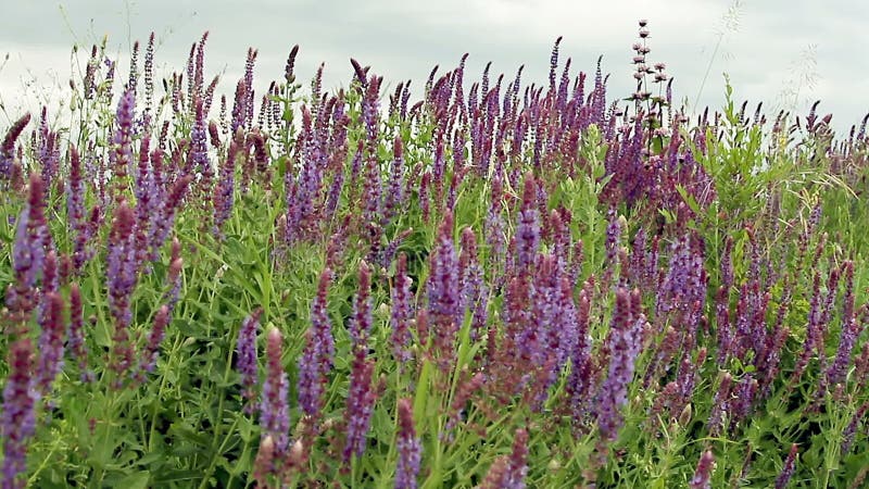 Fleurs pourprées de lavande clips vidéos