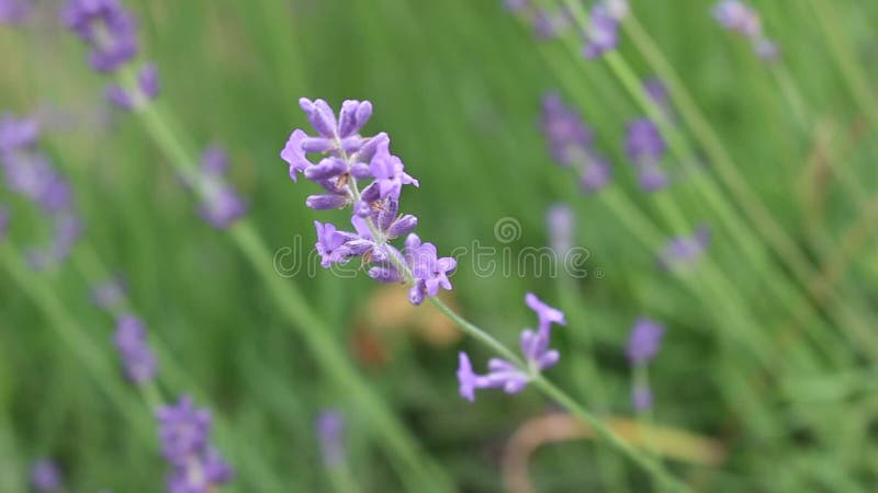 Fleurs pourprées de lavande banque de vidéos