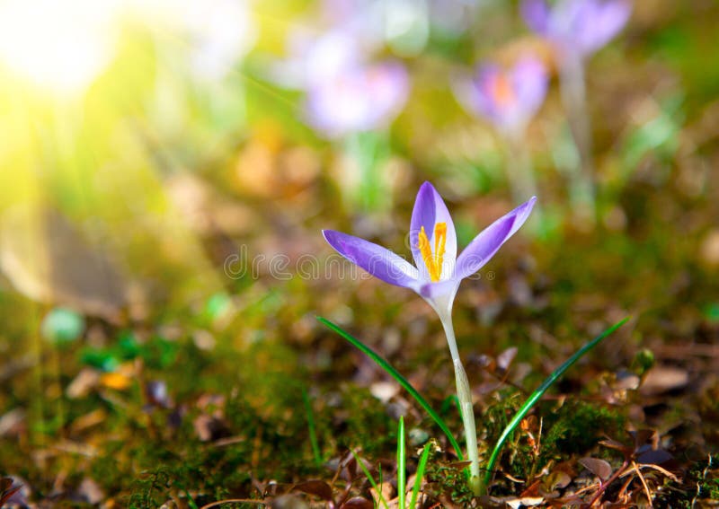 Fleurs pourprées de safran de source photos libres de droits Fleurs pourprées de safran de source photos libres de droits