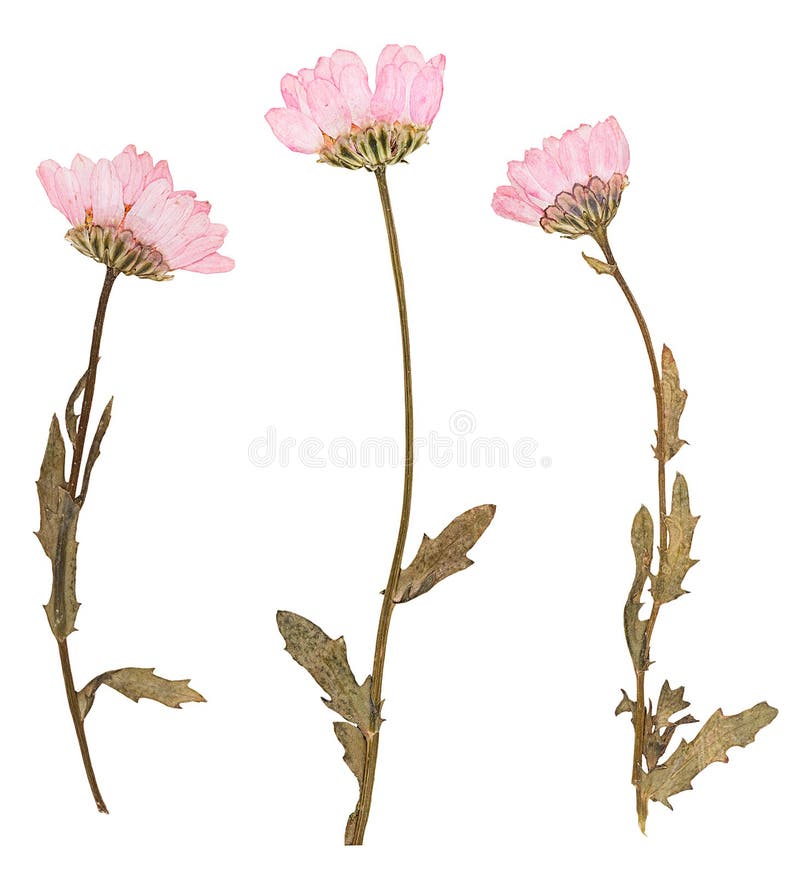 Set of wild dry flat pressed flowers, isolated. Set of wild dry flat pressed flowers, isolated