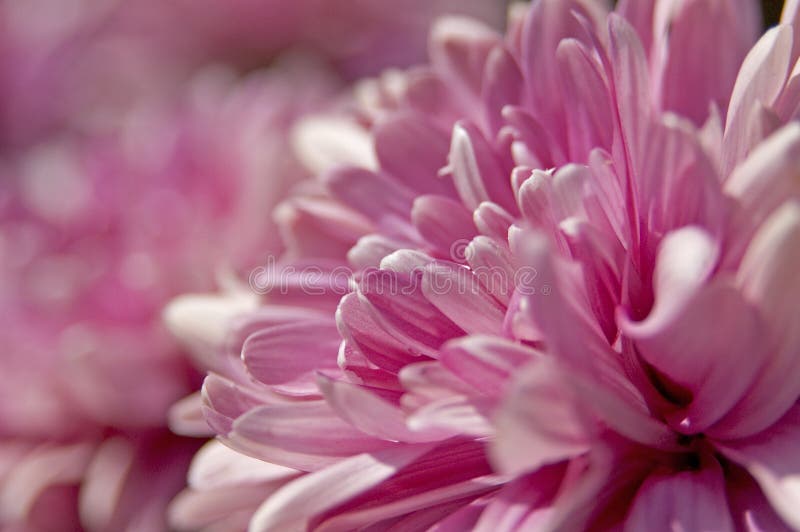 Fleurs roses photos stock Fleurs roses photos stock