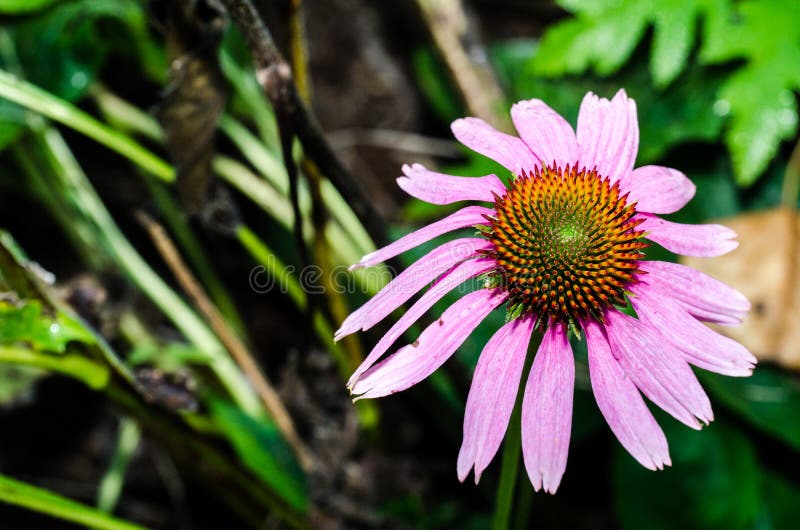 Pink and still looking good in the fall, beautiful, and the moths love them. Pink and still looking good in the fall, beautiful, and the moths love them