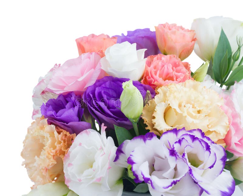 Fleurs Roses, Blanches Et Violettes Image stock - Image du normal, fleurs:  80288381