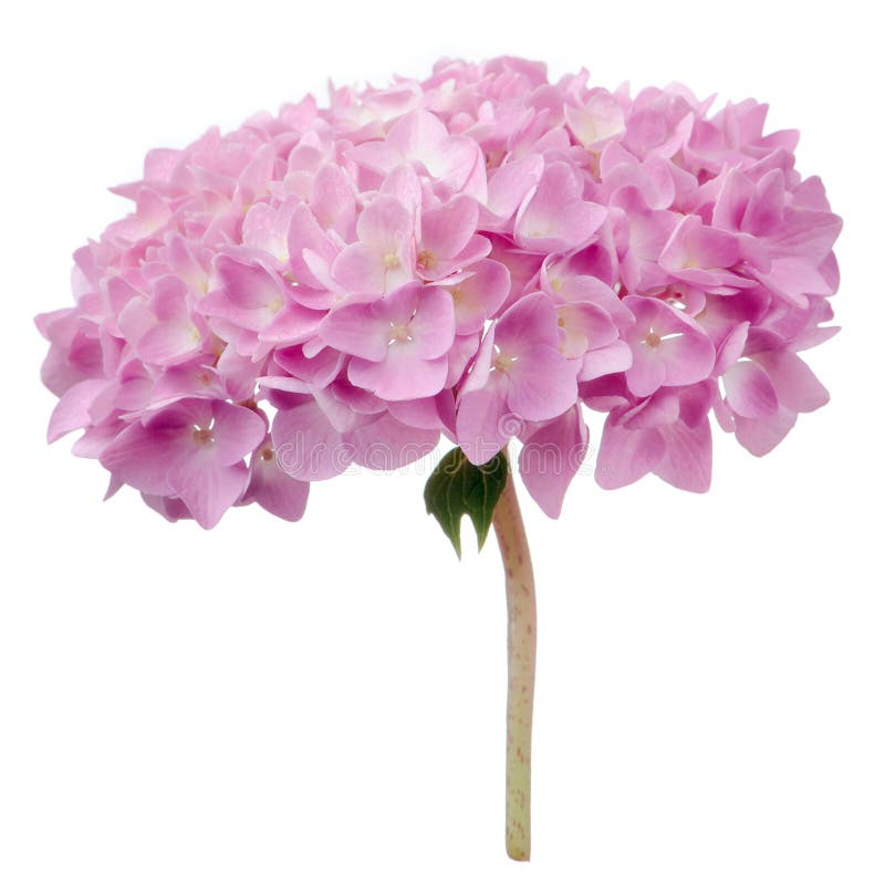 A cluster of beautiful pink hydrangea flowers isolated on a white background. A cluster of beautiful pink hydrangea flowers isolated on a white background