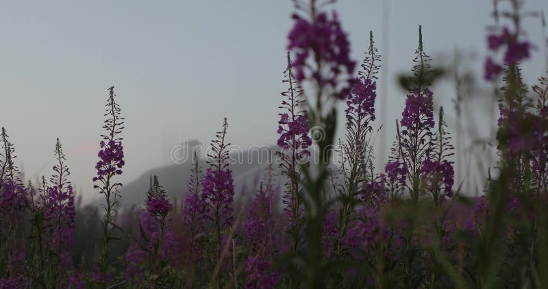 Fleurs roses dans la cour en été