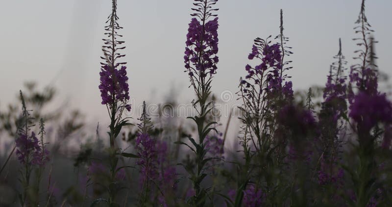 Fleurs roses dans la cour en été