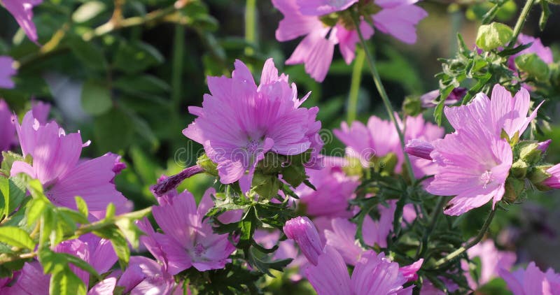 Fleurs roses dans la cour pendant l'été