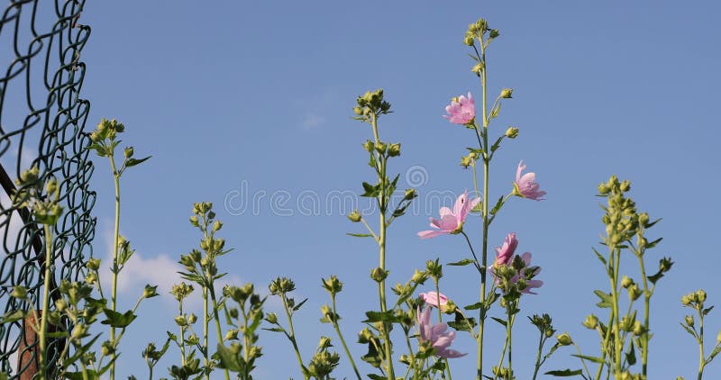 Fleurs roses dans la cour pendant l'été