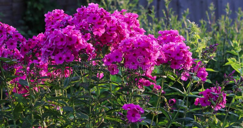 Fleurs roses dans la cour pendant l'été