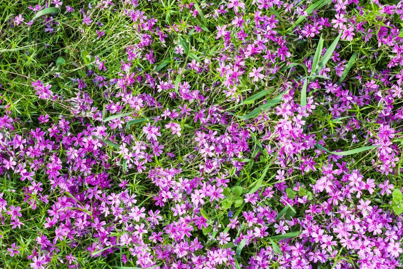 fleurs roses de subulata de phlox sur la pelouse verte photos stock fleurs roses de subulata de phlox sur la pelouse verte photos stock