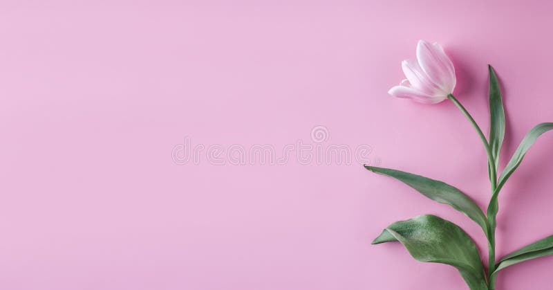 Fleurs roses de tulipes sur le fond rose Ressort de attente Carte de Pâques heureuse Configuration plate, vue supérieure photographie stock