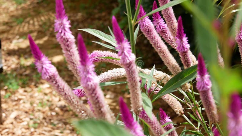 Fleurs roses en ?t?