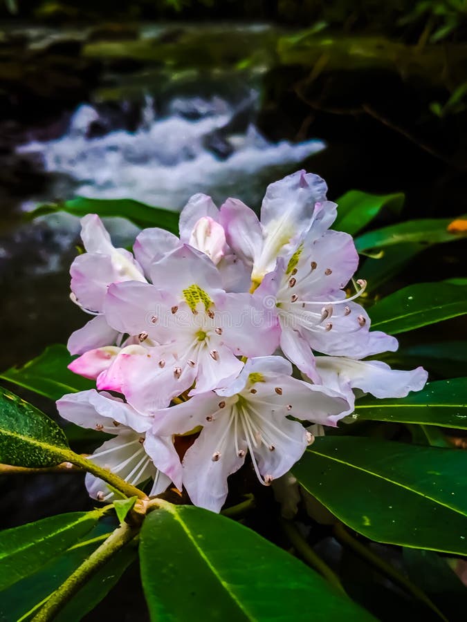 Fleurs roses et eaux blanches photo libre de droits Fleurs roses et eaux blanches photo libre de droits