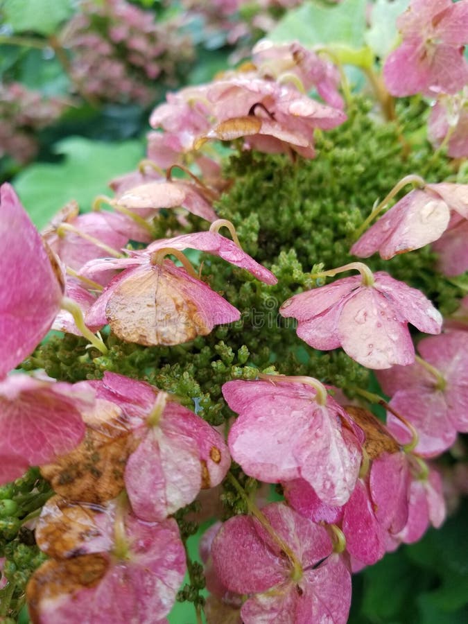 Fleurs roses pluvieuses de fleur photos stock Fleurs roses pluvieuses de fleur photos stock