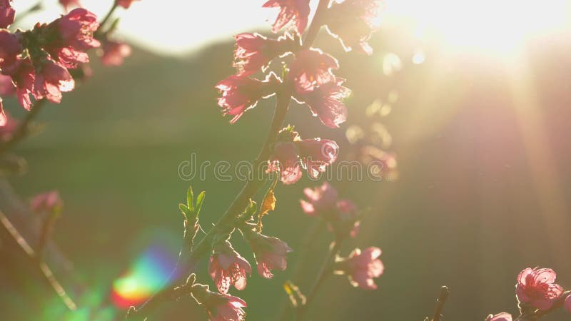 Fleurs roses sur les branches d'arbres fleurs printanières tôt le matin rayons du soleil