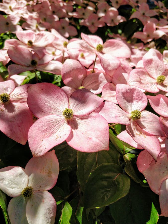 fleurs Rouge-roses de cornouiller de floraison, de kousa de cornus et de x27 ; Rosea& x27 ; photo stock fleurs Rouge-roses de cornouiller de floraison, de kousa de cornus et de x27 ; Rosea& x27 ; photo stock