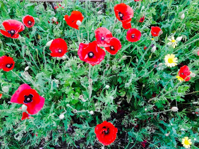 Red flower in garden. Red flower in garden