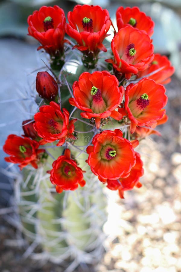 Fleurs rouges de cactus en fleur photo stock Fleurs rouges de cactus en fleur photo stock