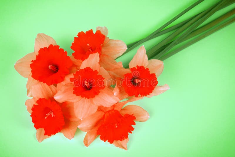 Fleurs rouges de jonquille photo stock. Image du couleurs - 112995146