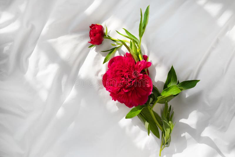 Fleurs rouges de pivoines sur le lit image stock Fleurs rouges de pivoines sur le lit image stock