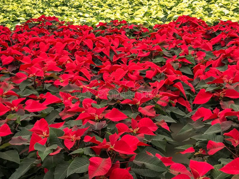 Fleurs rouges et blanches de Noël de poinsettia photographie stock Fleurs rouges et blanches de Noël de poinsettia photographie stock