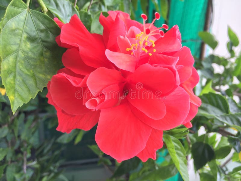Fleurs rouges, feuilles moyennes de vert image libre de droits