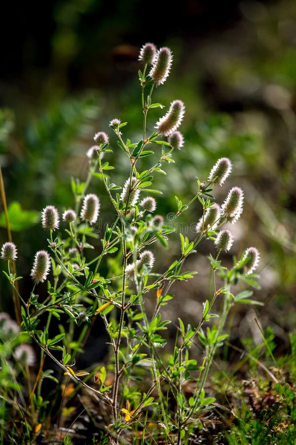 Fleurs rurales sauvages sur le champ vert photographie stock libre de droits Fleurs rurales sauvages sur le champ vert photographie stock libre de droits