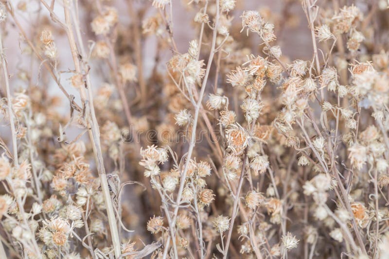 Fleurs s?ches photo stock Fleurs s?ches photo stock