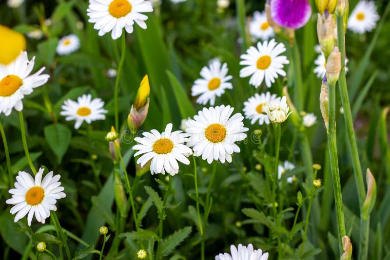 Fleurs Sauvages à Fleurs De Camomille Blanche Et Jaune Sur Les Feuilles Et  Le Fond Vert D'herbe En été. Photo stock - Image du blanc, fond: 173508732