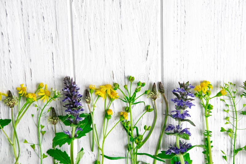 Fleurs sauvages de couleur jaune avec un endroit pour une inscription sur un fond en bois clair Carte de voeux avec des wildflowe images libres de droits Fleurs sauvages de couleur jaune avec un endroit pour une inscription sur un fond en bois clair Carte de voeux avec des wildflowe images libres de droits