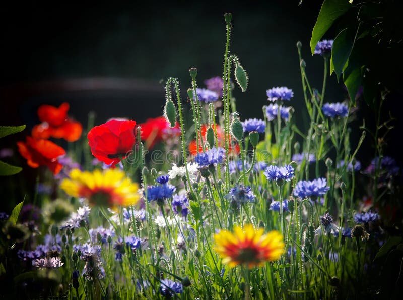 Fleurs sauvages de floraison sur le pré à l'été photographie stock libre de droits Fleurs sauvages de floraison sur le pré à l'été photographie stock libre de droits