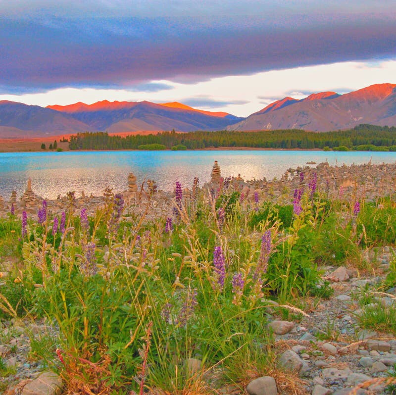 Fleurs sauvages de ressort sur les rivages du lac Tekapo, Nouvelle-Zélande photographie stock libre de droits Fleurs sauvages de ressort sur les rivages du lac Tekapo, Nouvelle-Zélande photographie stock libre de droits