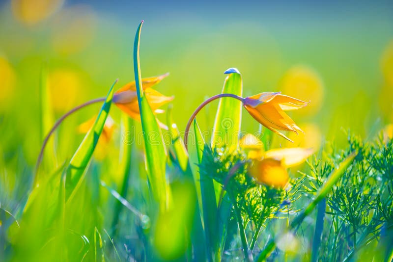 Fleurs sauvages jaunes de tulipe de gros plan dans une prairie images libres de droits