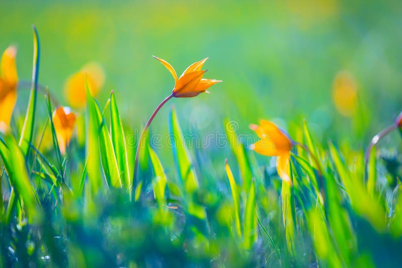 Fleurs sauvages jaunes de tulipe de gros plan dans une prairie images libres de droits