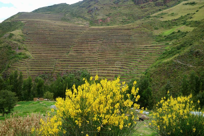 Fleurs sauvages jaunes vives fleurissant contre les terrasses agricoles faites un pas sur le flanc de montagne de la vallée sacré photos stock Fleurs sauvages jaunes vives fleurissant contre les terrasses agricoles faites un pas sur le flanc de montagne de la vallée sacré photos stock