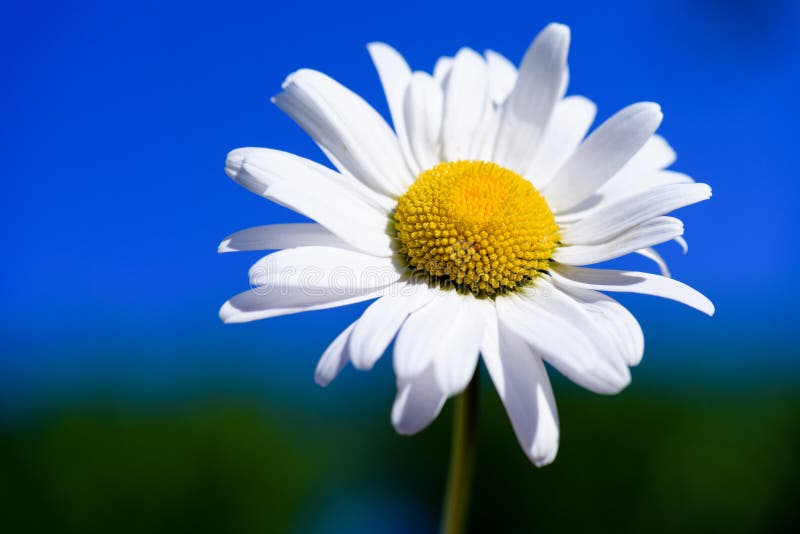 Fleurs sauvages marguerites blanches image stock Fleurs sauvages marguerites blanches image stock