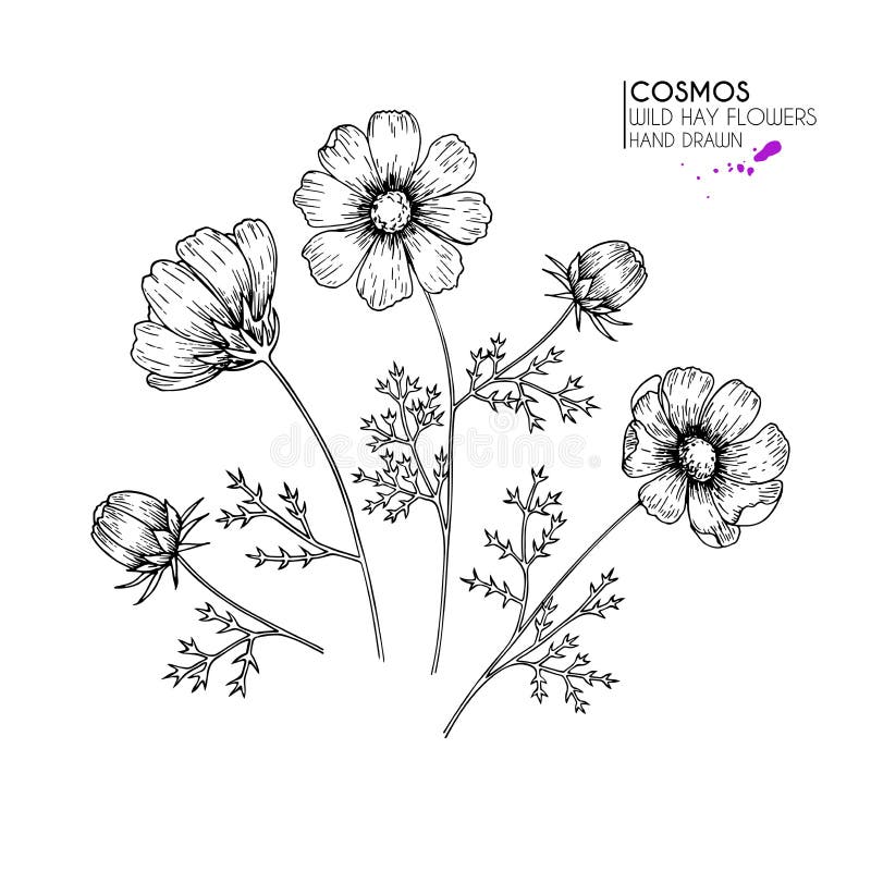 Fleurs sauvages tirées par la main de foin Cosmos ou fleur de cosmea Art gravé par vintage Illustration botanique Bon pour des co illustration stock Fleurs sauvages tirées par la main de foin Cosmos ou fleur de cosmea Art gravé par vintage Illustration botanique Bon pour des co illustration stock