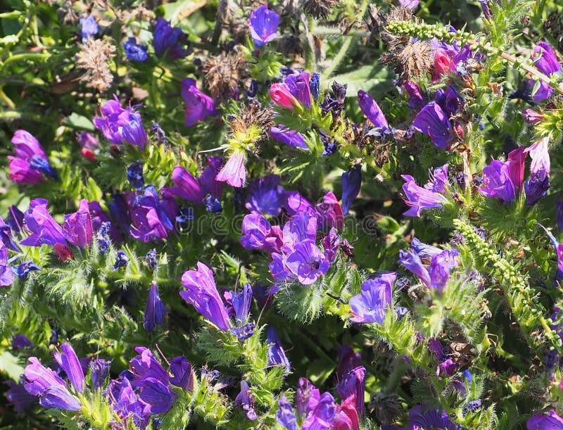 Fleurs Sauvages Violettes En Grèce Photo stock - Image du fleurs,  croissance: 179880000