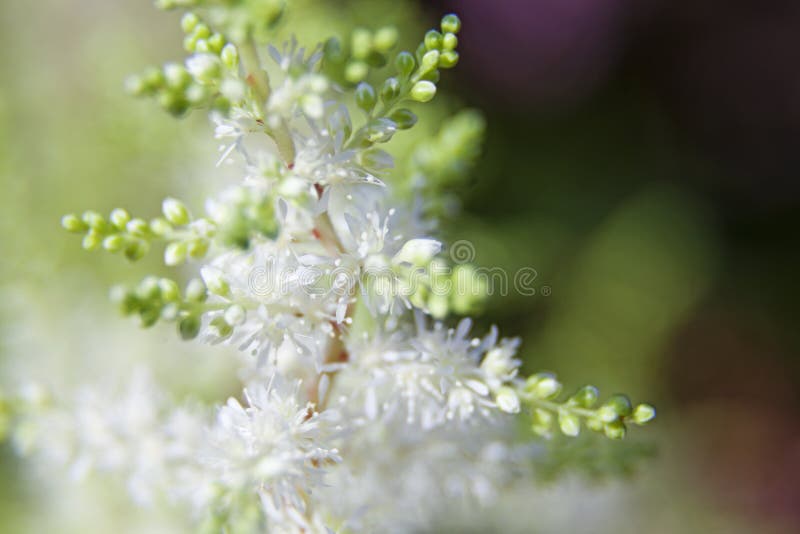 Fleurs sensibles blanches avec le bokeh à l'arrière-plan image stock Fleurs sensibles blanches avec le bokeh à l'arrière-plan image stock