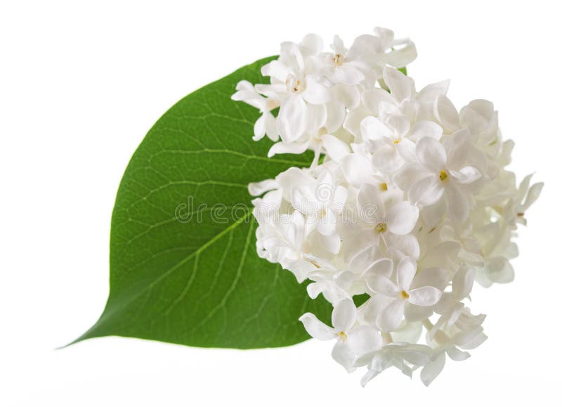 Fleurs Sensibles De Lilas Blanc Comme Neige Et De Feuille Verte D'isolement  Sur Le Blanc Image stock - Image du blanc, pousses: 119744233