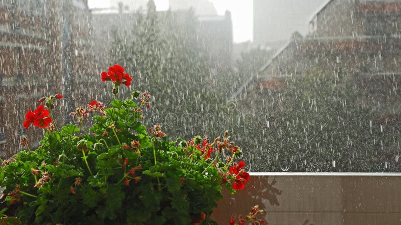 Jardiner sous la pluie - Promesse de Fleurs
