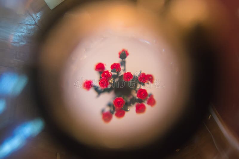 Fleurs sous la vue de microscope, exposition de tissu de diviser activement des cellules photographie stock libre de droits Fleurs sous la vue de microscope, exposition de tissu de diviser activement des cellules photographie stock libre de droits