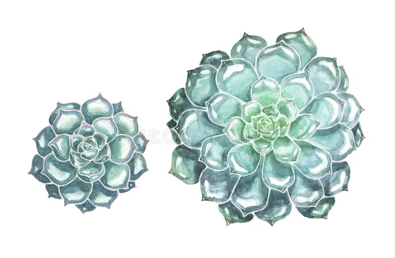 Fleurs succulentes tirées par la main sur le fond blanc illustration de vecteur Fleurs succulentes tirées par la main sur le fond blanc illustration de vecteur