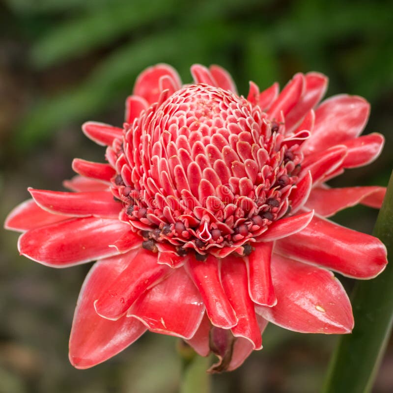 Fleurs Tropicales Exotiques Rouges Dans Les Jardins Par La Baie, Une  Destination De Touristes Populaire à Singapour Photo stock - Image du fleurs,  vacances: 100482260