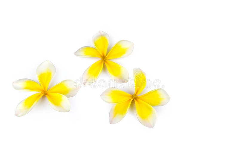 Fleurs Tropicales Frangipani Plumeria Isolé Sur Fond Blanc Photo stock -  Image du orange, isolement: 216684212