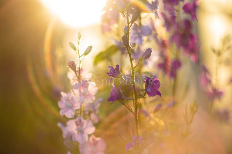 Fleurs ukrainiennes d'été Fusée lumineuse photos libres de droits Fleurs ukrainiennes d'été Fusée lumineuse photos libres de droits