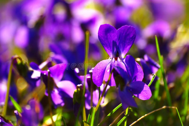 Fleurs Violettes Au Printemps Image stock - Image du fleur, fleurs:  142437757